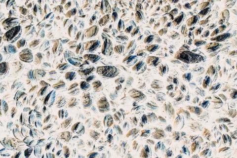 Close up of dense grouping of mussels (shellfish), McClures Beach, Point  Reyes Stockfoto's