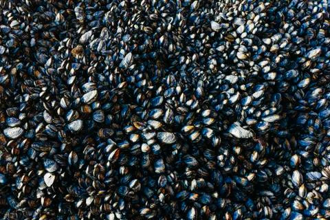Close up of dense grouping of mussels (shellfish), McClures Beach, Point  Reyes Stock Photos