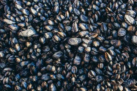 Close up of dense grouping of mussels (shellfish), McClures Beach, Point  Reyes Stock Photos