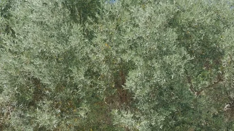 Close-up of dense olive tree foliage in Alonnisos, Sporades Islands, Greece. The Stock Footage 346677953