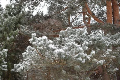 Close up of dense pine branches heavily covered with snow Stock Photos