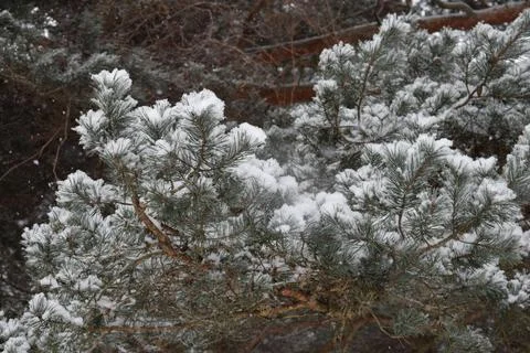 Close up of dense pine branches heavily covered with snow Photos