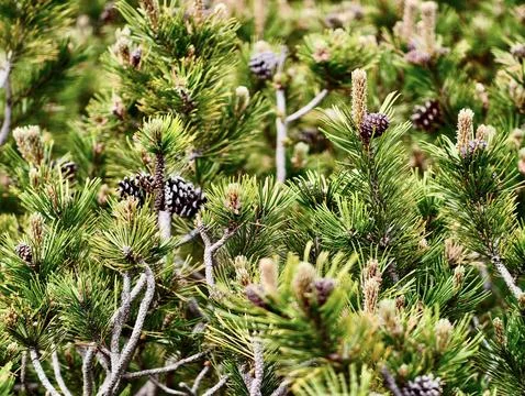 Close-up of dense pine shrub with needles and cones Stock Photos