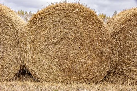 Close-up of dense round straw bale showing fiber texture and compaction quality Stock Photos