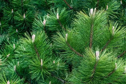 Close-up of a dense stand of pine trees. Stock Photos