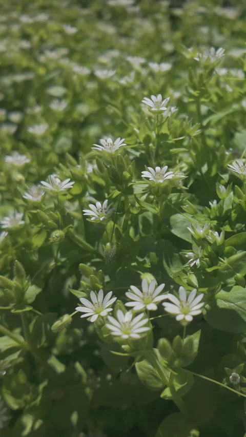 Close-up of dense thickets of white flowers of Chickweed, Stellaria media Vidéo 333920177
