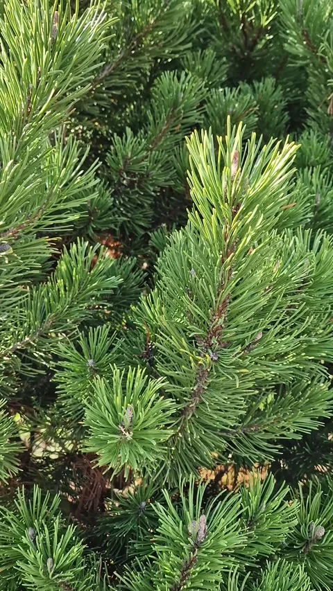 Close-up dense, vibrant green pine needles and branches of a dwarf pine or fir.  動画素材 317938537