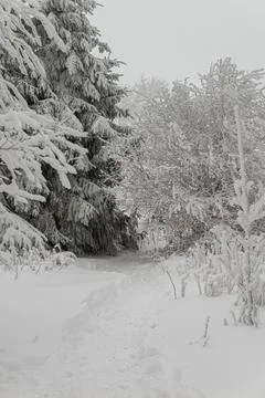 Close-up of a dense winter forest scene with evergreen spruce trees and dec.. Stock Photos