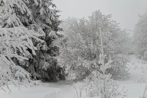 Close-up of a dense winter forest scene with evergreen spruce trees and dec.. Stock Photos