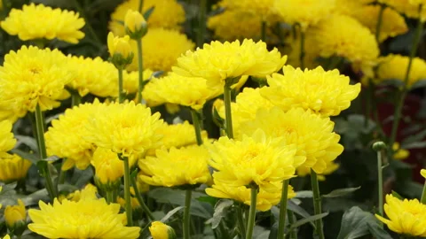 Close Up Dense Yellow Tiger Chrysanthemum Cluster Tet Spring Video stock 329310364