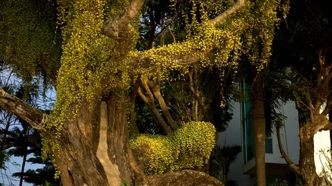 Close. densely growing climber around trees in a dipterocarp forest monsoon zone Stock-Footage 104083885