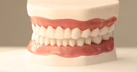 Close up of dental model 스톡 동영상 97260819