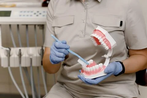 Close-up of the dentist's hands demonstrating how to brush teeth properly Stock Photos