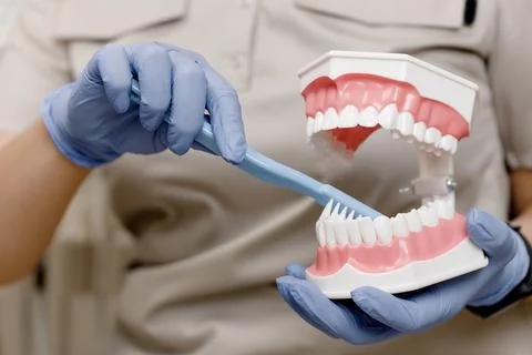 Close-up of the Dentist's hands shows on an artificial jaw how to properly brush Stock Photos