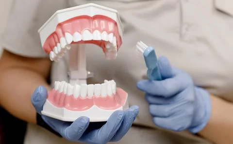 Close-up of the Dentist's hands shows on an artificial jaw how to properly brush Stock Photos
