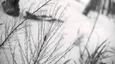 Close Depth Shooting Black &amp; White Dead Wood Grass &amp; Herbs Stock Footage 131554398