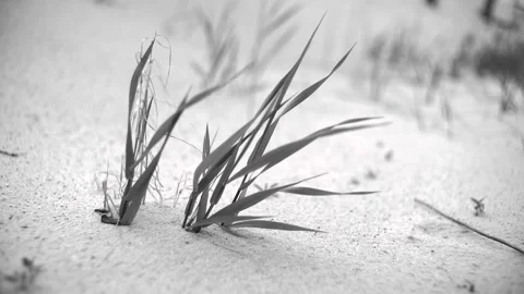 Close Depth Shooting Black &amp; White Dead Wood Grass &amp; Herbs Stock Footage 131554410