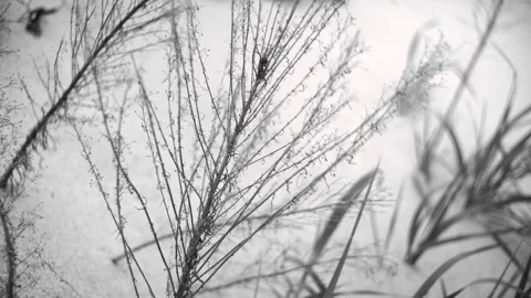 Close Depth Shooting Black &amp; White Dead Wood Grass &amp; Herbs Stock Footage 131554415