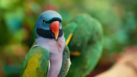 Close up of a Derbyan parakeet sitting on a tree branch 動画素材 293666480