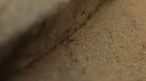 Close up of the desert ants quickly run under the stone and on the sand the brig Video stock 50405802