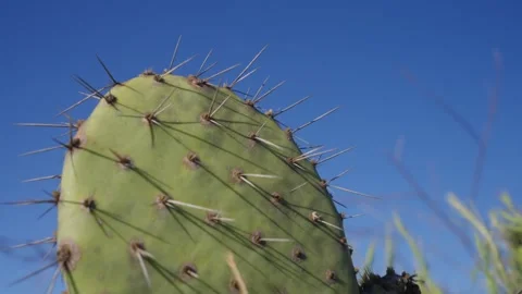 Close of of desert cactus paddles and thorns california 動画素材 279752196