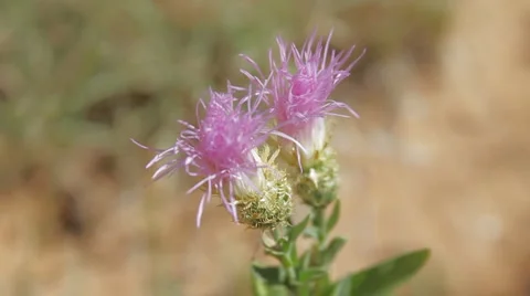 Close-up of a Desert Flower Swaying in the Wind Stock Footage 1037895