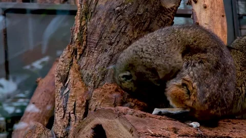 Close up of a desert ground squirrel cleaning Stock Footage 297545228