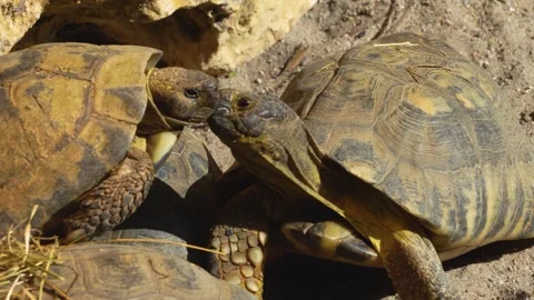 Close up of desert land turtle i Stock Footage 272620228