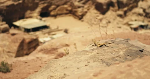 Close up of desert lizard on sandstone rock in Petra Jordan Stock Footage 343961783