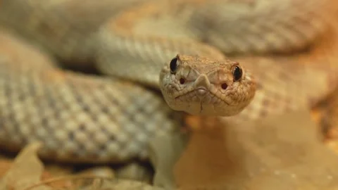 Close up of of a desert pit viper  Video stock 263050029