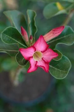 Close-up of Desert Rose Stock Photos