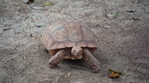 A Close-Up of a Desert Tortoise Crawling on the Ground with Texture Details.. Stock Footage 327886865