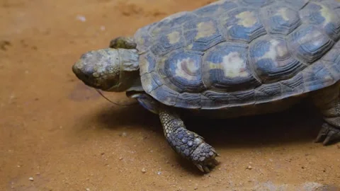Close up desert turtle walking  Stock Footage 263584303