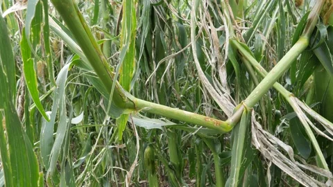 Close-up of a destroyed corn plant by hail in a maize field, natural catastrophe Vidéo 158789859