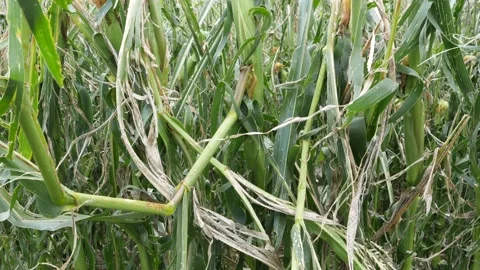 Close-up of a destroyed maize plant by heavy weather condition, climate change Stock Footage 158834734