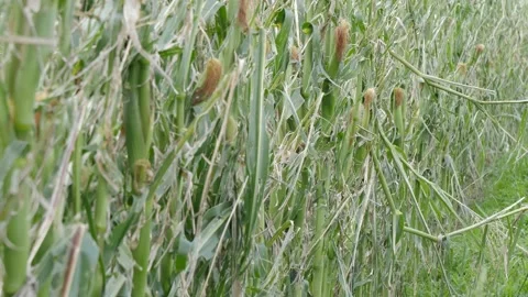 Close-up, destroyed maize plants waving in the wind, slow-motion. Stock Footage 159120033