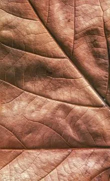 Close-up detail of an aged maple leaf Stock Photos