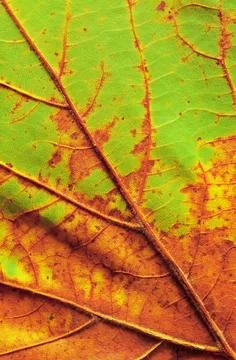 Close-up detail of an aging maple leaf Stock Photos