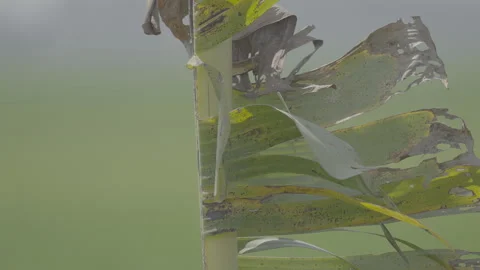 Close Up Detail of Banana Leaf Texture ( log profile 10 bit 4:2:2) Video stock 337084413