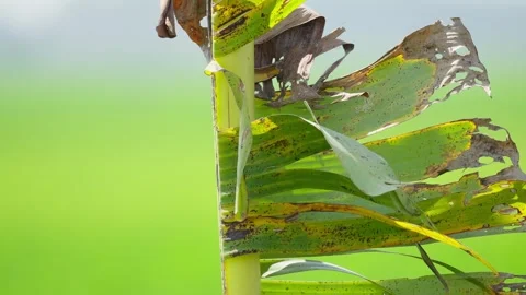 Close Up Detail of Banana Leaf Texture Stock Footage 337142872