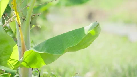 Close Up Detail of Banana Leaf Texture Stock Footage 337143341