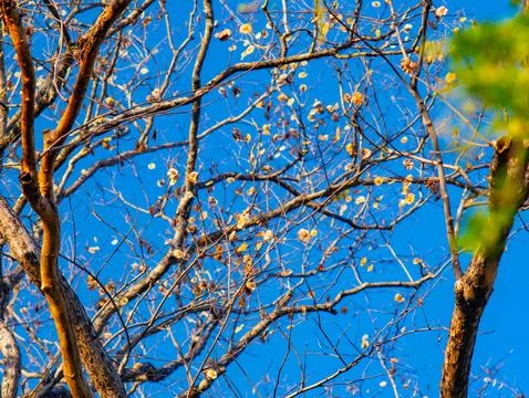 Close-up Detail of Bare Tree Branches with Dried Seed Pods Against Blue Sky Fotos Stock