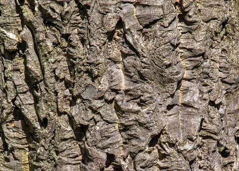 Close-up, detail of the bark of a cork tree. 写真素材