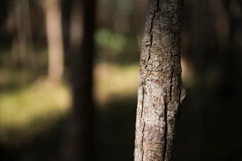 Close up detail of bark on a tree Stock Photos
