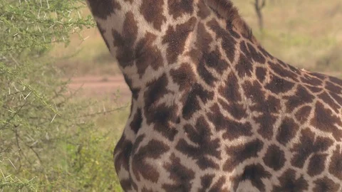 CLOSE UP: Detail of beautiful giraffa pattern fur with big brown patches Stock Footage 75335272