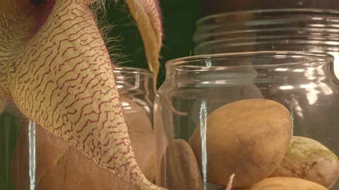 Close up detail of beautiful pattern the large Yellow starfish cactus flower. Stock Footage 159390177