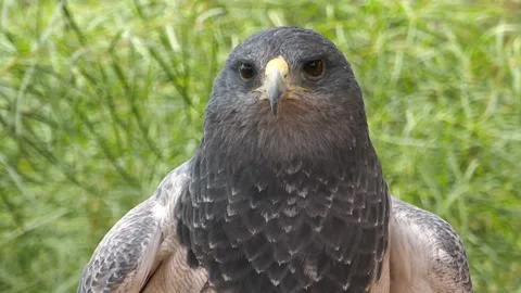 Close up detail of black eagle head turning slowly in natural outdoor background Stock Footage 340861633