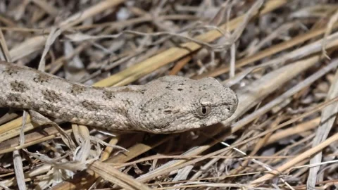 Close Detail Of A Blunt Nosed Viper Head And Eye Resting In Dry Grass Macro Stock Footage 342811136