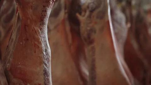 Close Detail of Butchered Animal Sides in Meat Hanging Cooler Stock Footage 340262634