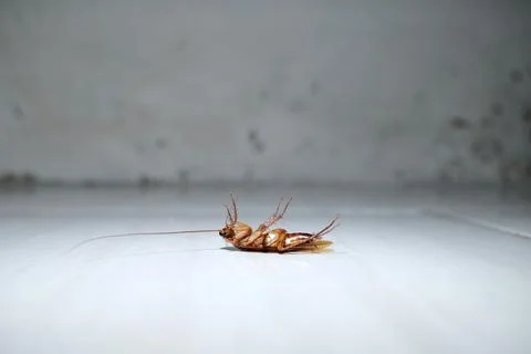 Close up detail of cockroach upside down on the floor Stock Photos